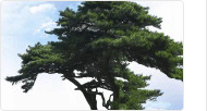 County tree: Pinus thunbergii (=Black Pine)