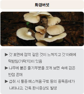 독버섯 - 화경버섯 : 갓 표면에 점액 같은 것이 느껴지고 갓 아래에 턱받침(가락지)이 있음, 나무에 붙은 줄기부분을 쪼개 보면 속에 검은 반점 존재, 섭취 시 통증·메스꺼움·구토 등의 중독증세가 나타나고, 간혹 환시증상도 발생